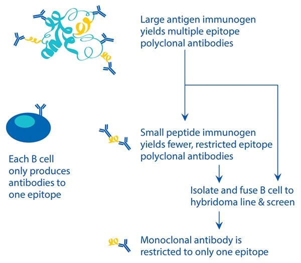 Production of monoclonal vs. polyclonal antibodies