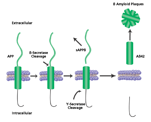 Cleavage of Amyloid Precursor Protein