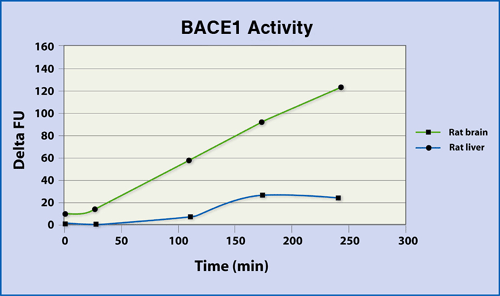 BACE1 activity in rat liver and brain homogenates