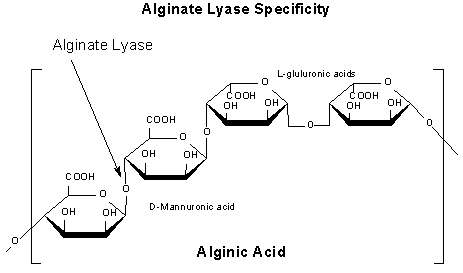 Alginate Lyase and Alginic Acid
