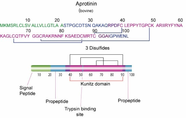 Aprotinin is a single peptide chain with three disulfide bonds