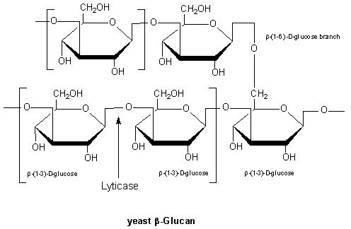 Polymer of β-(1-3)-D-glycopyranosyl units with branching at β-(1-6)-D-glycopyranosyl units.