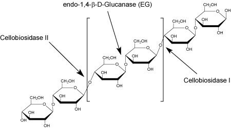 Cellulase Activities image