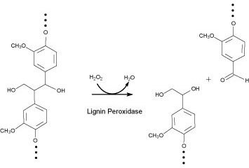 Lignin Peroxidase