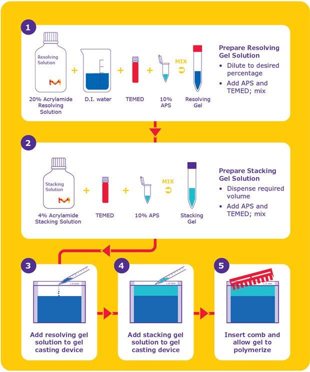The TurboMix™ Quick Cast method offers a rapid, 5-step process for casting polyacrylamide gels. TurboMixTM Quick Cast Method