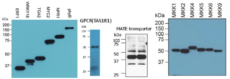 Western blot analysis of a variety of proteins generated using the Next Generation Cell Free Protein Expression Kit (Wheat Germ) Cat. No. CFPS700. Proteins were detected by a tag antibody, such as anti-Flag antibody.