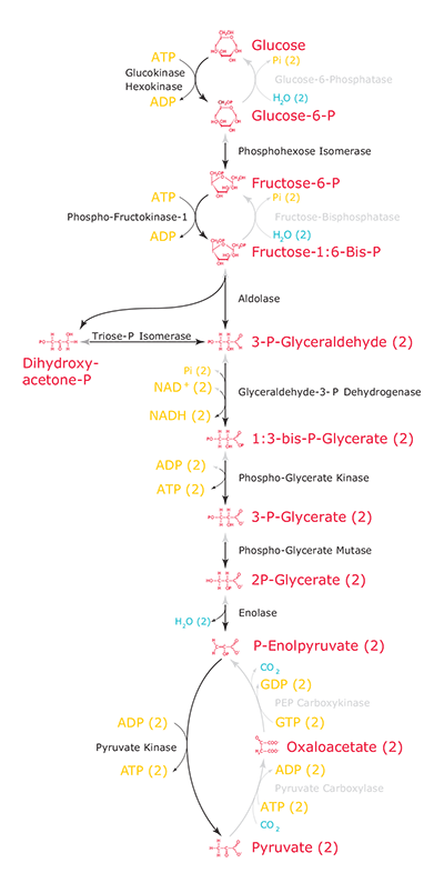 Glycolysis via the Embden-Meyerhof-Parnas glycolytic pathway