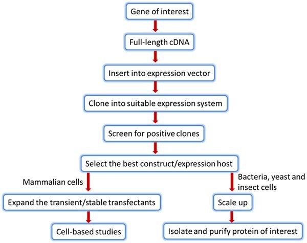 Steps involved in optimizing protein expression system to produce desired recombinant protein Protien Expression