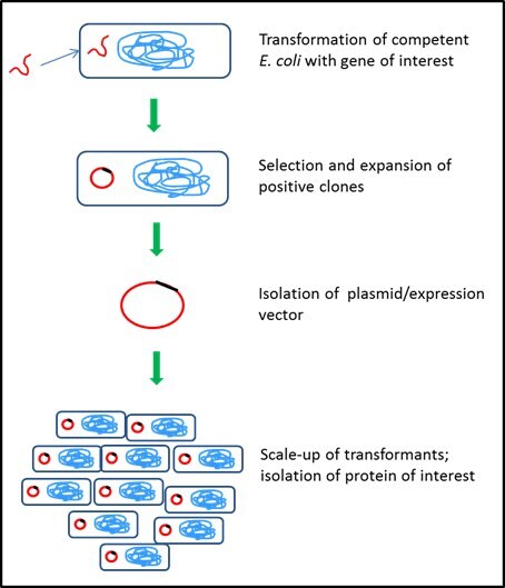 Bacterial protein expression system – Escherichia coli Bacterial protein expression system