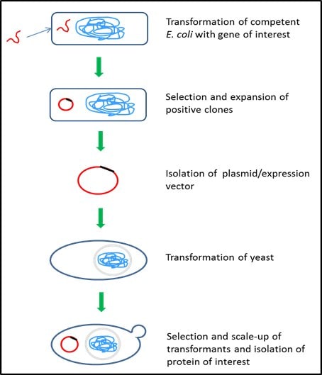 Yeast protein expression system – Saccharomyces cerevisiae Yeast protein expression system