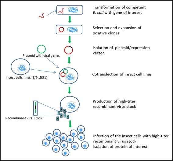Insect cell expression systems – Sf9 and Sf21 Insect cell expression systems