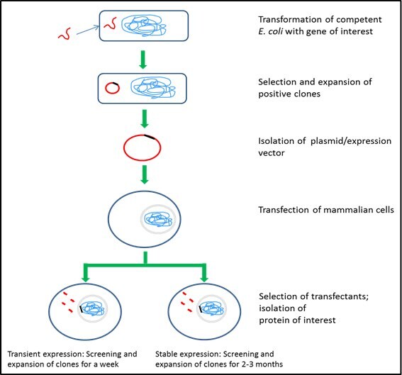 Mammalian cell expression systems – HEK293 and CHO Mammalian cell expression systems