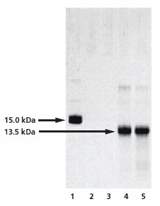 Analysis of the chemical deglycosylation of RNase B on 12% homogeneous SDS-PAGE gel