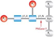 Diagram showing the cleavage site and structural requirements for PNGase F (N-Glycosidase F) from asparagine-linked oligosaccharides.