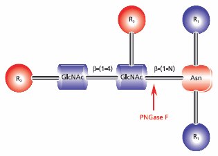 Cleavage site requirements for PNGase F.