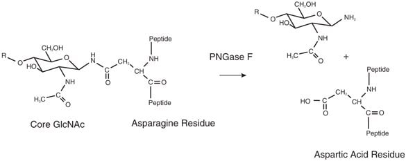Cleavage products from PNGase F treatment of N-glycans which includes deamination to aspartic acid.