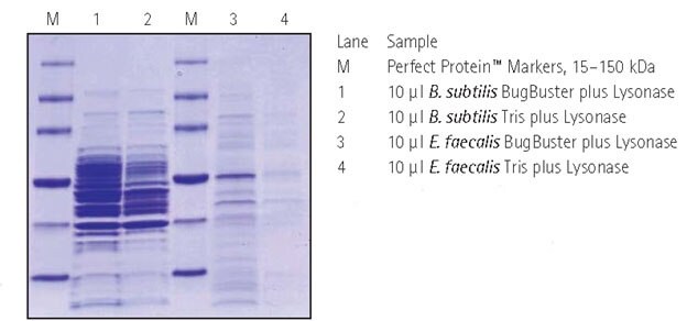 Protein extraction from Gram-positive bacteria.