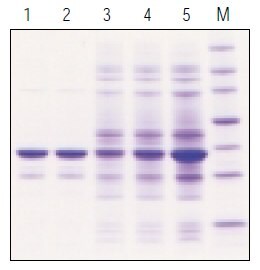 Analysis of BugBuster® reagent extracted