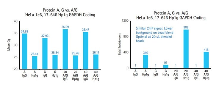 Comparison of ChIP using Protein A or G alone vs. A/G Blends.