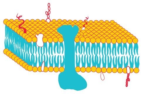 Fluid-mosaic model of a biological membrane