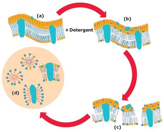 Stages in the solubilization of biological membranes by detergents