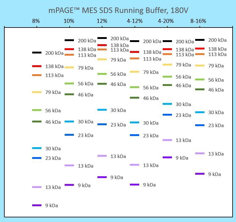 Migration chart for mPAGE<sup>®</sup> precast gels using MES SDS running buffer Protein banding patterns for different mPAGE® gel strengths run in Tris-MOPS running buffer. This migration chart can be used to determine the best mPAGE™ gel concentration and format for your gel electrophoresis application
