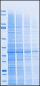Competitor T <br>50-minute run time Competitor T 50-minute run time