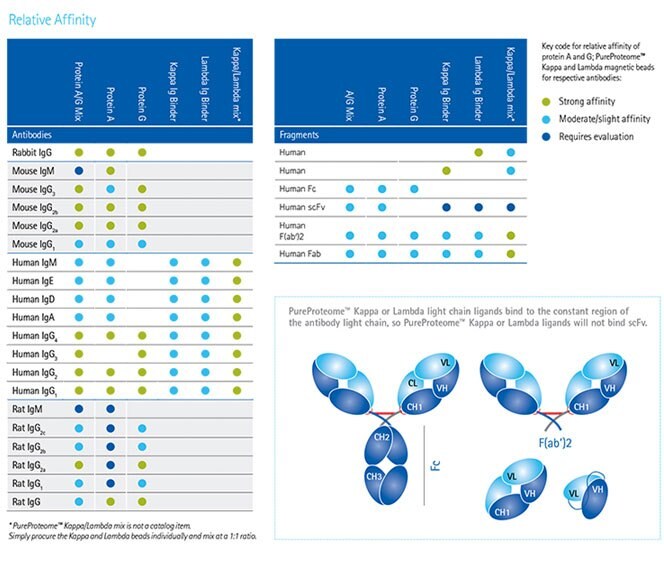 Guide to Choosing Immunoprecipitation Beads