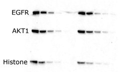 Semi-dry Transfer Semi-dry Transfer