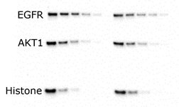 Wet Transfer Wet Transfer