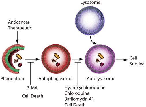 Autophagy in Cancer
