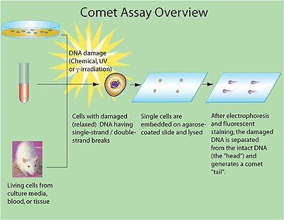 Comet Assay Overview