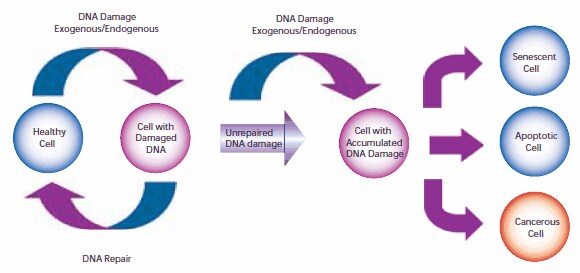 The pathway of cellular DNA damage and repair that leads to senescence, apoptosis, or cancer