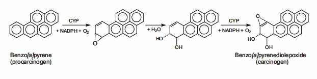 Benzo[a]pyrene is oxidized by P450 enzymes to create the highly carcinogenic benzo[a]pyrenediolepoxide.
