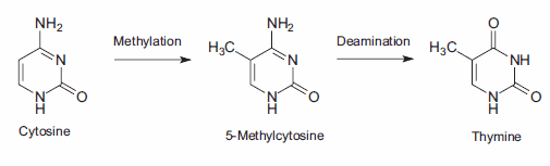 The 2-phase mutation of cytosine results in thymine, creating a C→T point mutation.