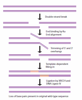 General mechanism of NHEJ repair of double-strand breaks in DNA.