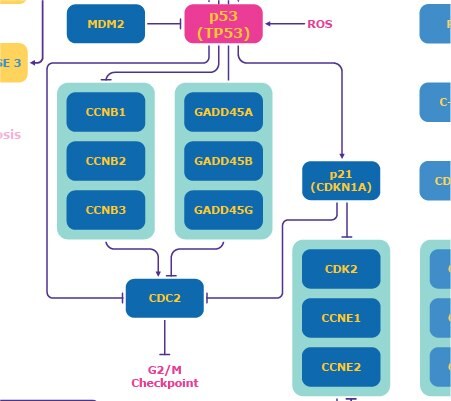 Diagram showing the DNA damage response pathway focusing on p53 mechanisms, including effects on MDM2, p21, CDK2/Cyclin E, GADD45, and CDC2. 