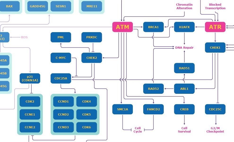 Diagram showing the DNA damage response pathway focusing on ATM and ATR mechanisms, including effects on CHEK2, CDC25A, CDK2/Cyclin E, CHEK1, and CDC25C. 