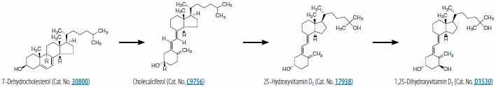 Sun-mediated synthesis of 1,25-dihydroxyvitamin D3