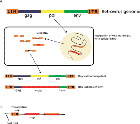 Mechanism of activation of a host gene by insertion of a provirus.