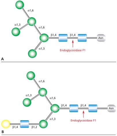 Diagram showing the cleavage site for Endoglycosidase F1 (Endo F1) in both high mannose glycans and hybrid glycans.