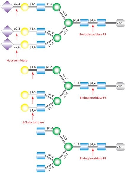 Diagram showing the cleavage site for Endoglycosidase F3 (Endo F3) in a complex triantennary glycan with sequential degradation by exoglycosidases neuraminidase and β-galactosidase.