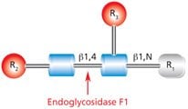 Diagram showing the cleavage site and structural requirements for Endoglycosidase F1 (Endo F1) with the N-linked diacetylchitobiose glycan core.