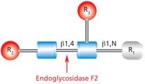 Diagram showing the cleavage site and structural requirements for Endoglycosidase F2 (Endo F2) with the N-linked diacetylchitobiose glycan core.