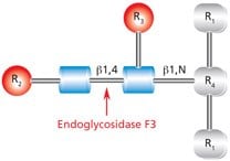 Diagram showing the cleavage site and structural requirements for Endoglycosidase F3 (Endo F3) with the N-linked diacetylchitobiose glycan core.