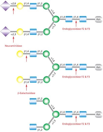 Diagram showing the cleavage site for Endoglycosidase F2 (Endo F2) and Endoglycosidase F3 (Endo F3) in a complex biantennary glycan with sequential degradation by exoglycosidases neuraminidase and β-galactosidase.