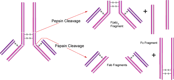 Pepsin and Papain Cleavage