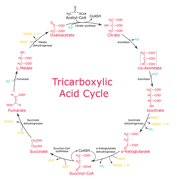 Krebs cycle diagram