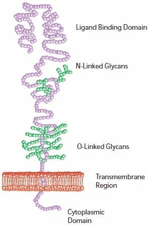 LDL Receptor.