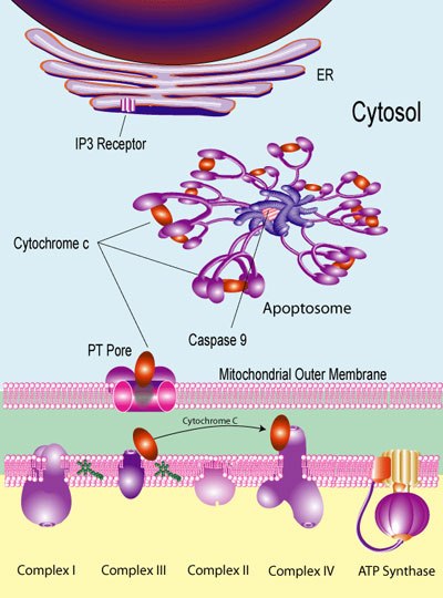 Cytochrome c Pathways